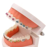 Dental ortodontyczne leczenie Model z Ortho metalowy uchwyt ceramiczny łuk drut tubka dentystyczna podwiązki dentysta narzędzia Lab 5