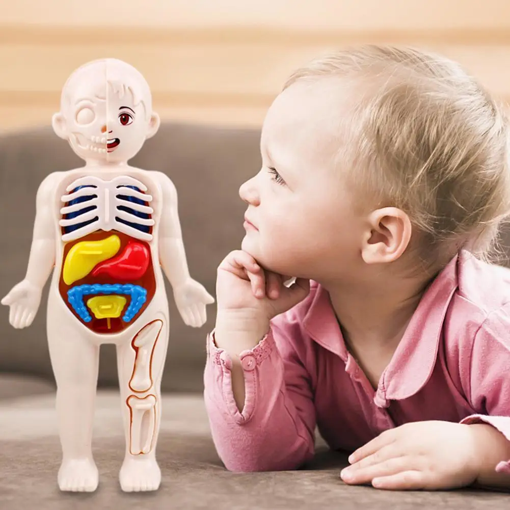 Anatomy Doll with Organ Parts