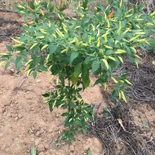 100 шт органический перец, oovegears Semillas