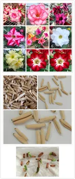 

Easy 6pcs Adenium Obesum - Desert Rose Flower SS