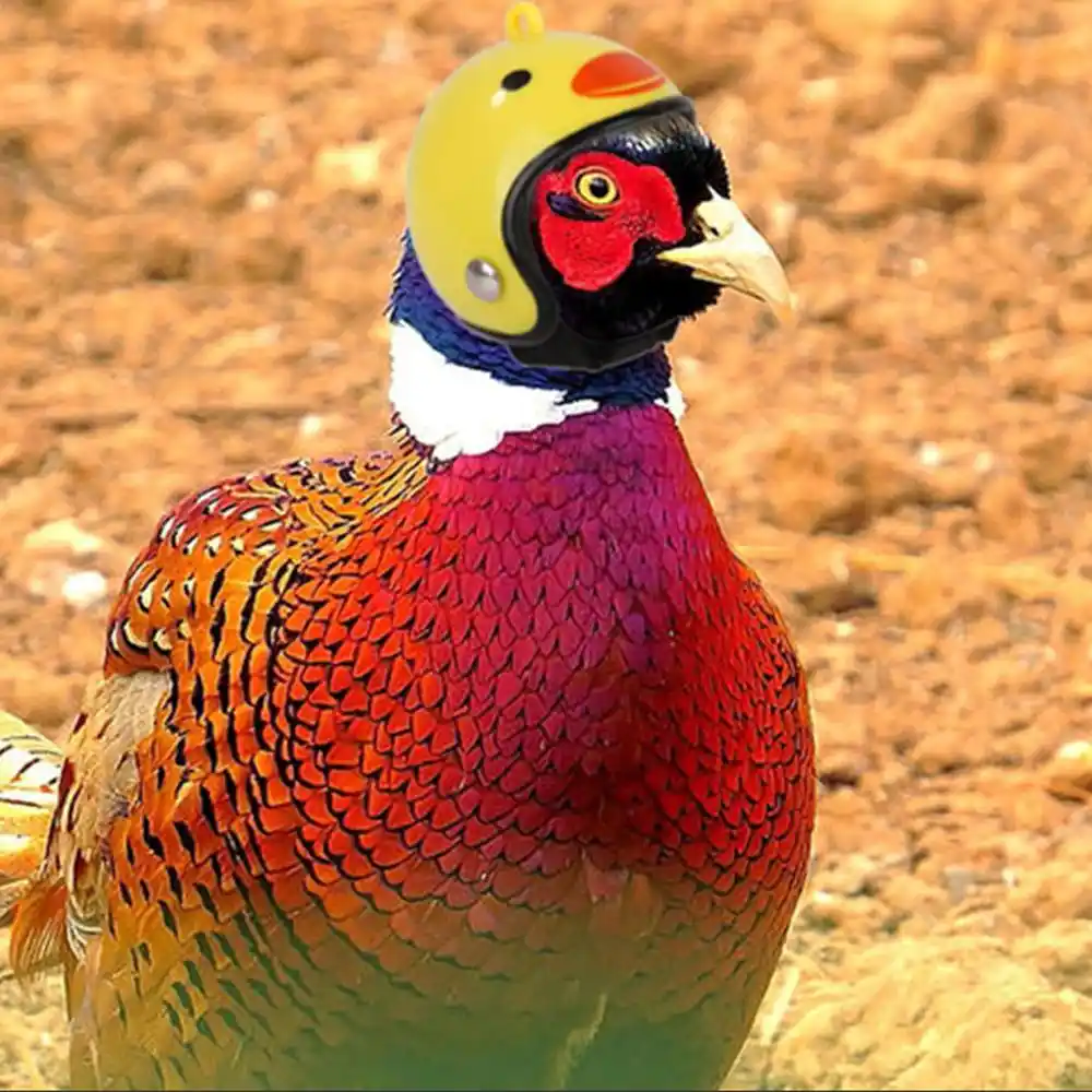Pet Frango Pássaro Pequeno Capacete Chapéu Chapelaria Chapéu Duro Para Animais de Estimação Animal de Estimação Brinquedo Aves Proteger Capacetes ABS Tampa Chapéus Acessórios Para Animais de Estimação suprimentos