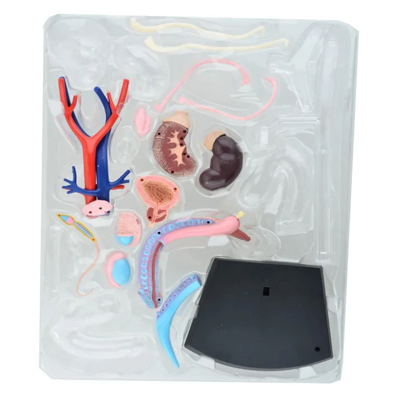 Женская репродуктивная система 4d тело человека анатомическая модель