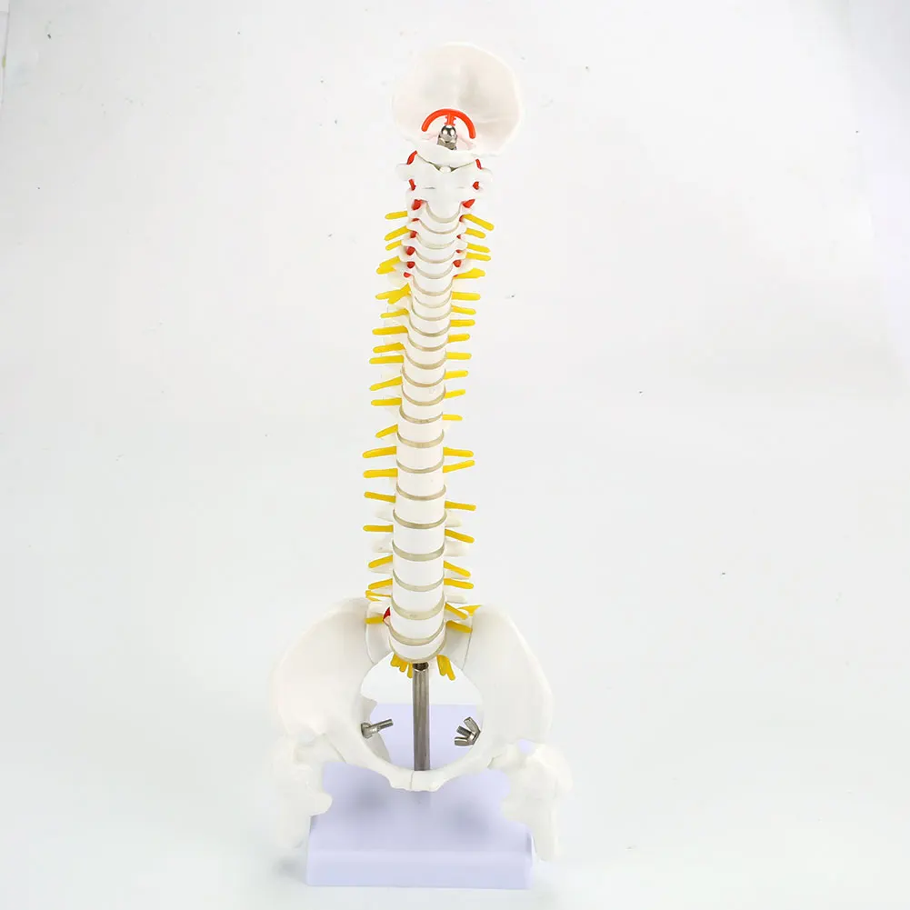 Позвоночный столбец Модель ПВХ студенческий школьный доктор образовательная кость учебная помощь патология образование медицинская