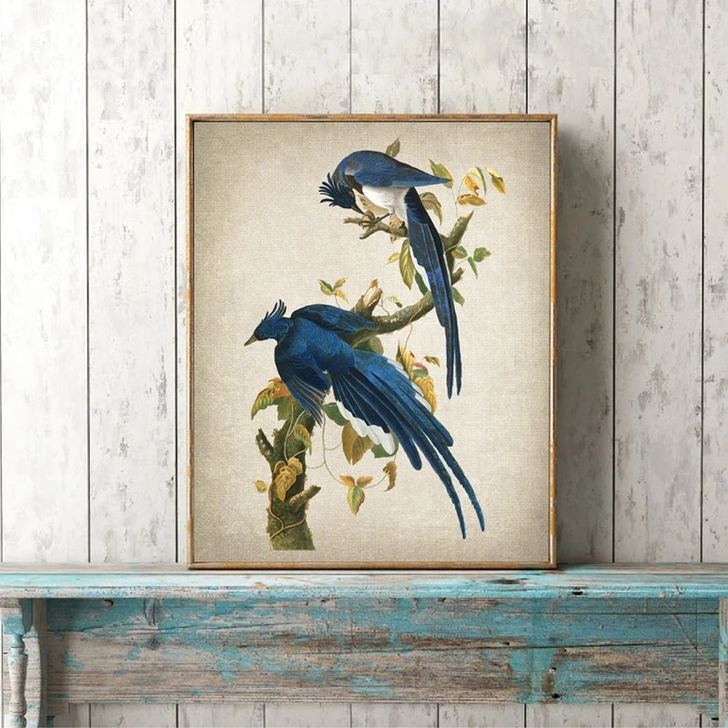 Audubon-Art-Prints-Columbia-Jays-Vintage-Bird-Illustration-Poster-Canvas-Painting-Blue-Jays-Pictures-for-Living