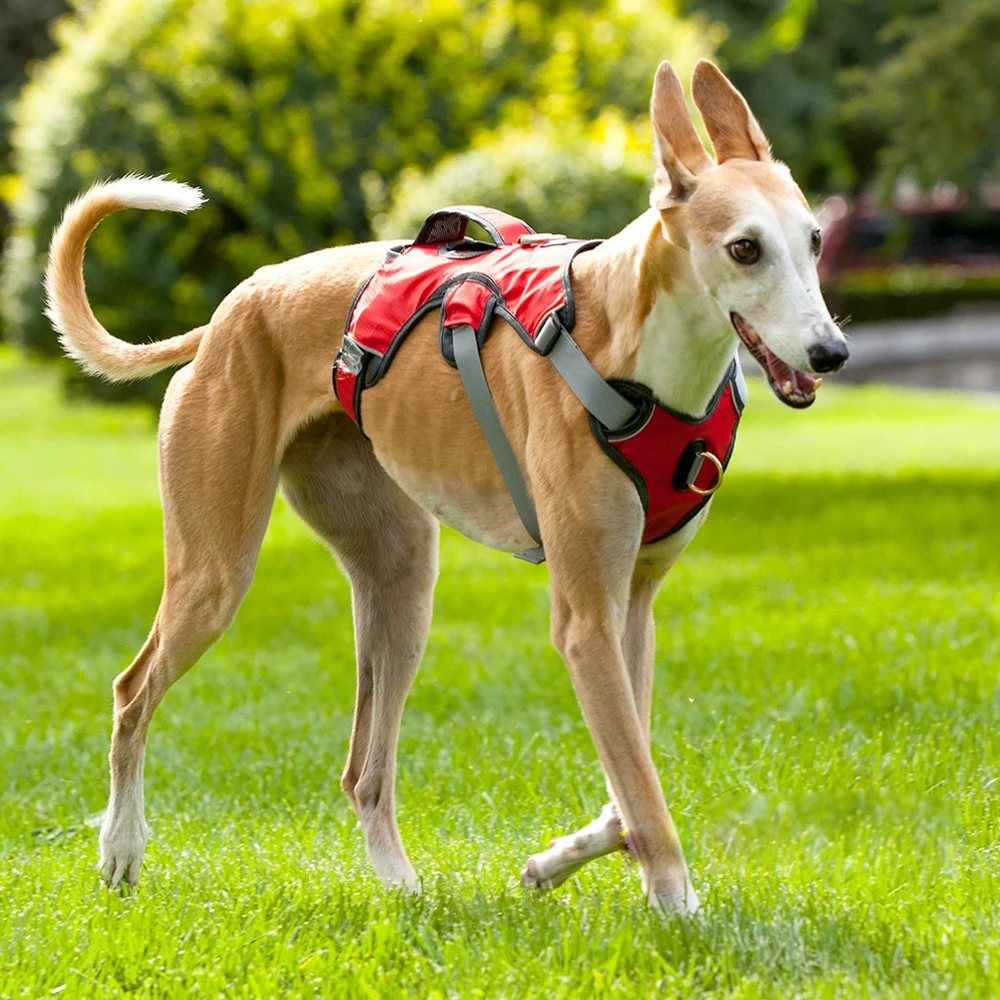 HTB1hLz0JWSWBuNjSsrbq6y0mVXab