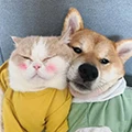 Honey-Pet Store