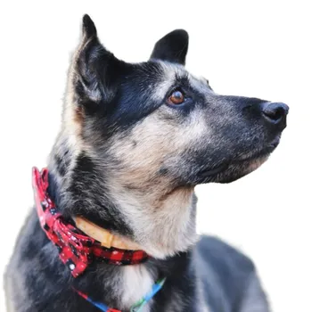 

Black Red Color Embroidery Bow Dog Collar Pet Collars Glitter PU Cotton Cat Collar Necklace S M L XL Chihuahua Teddy