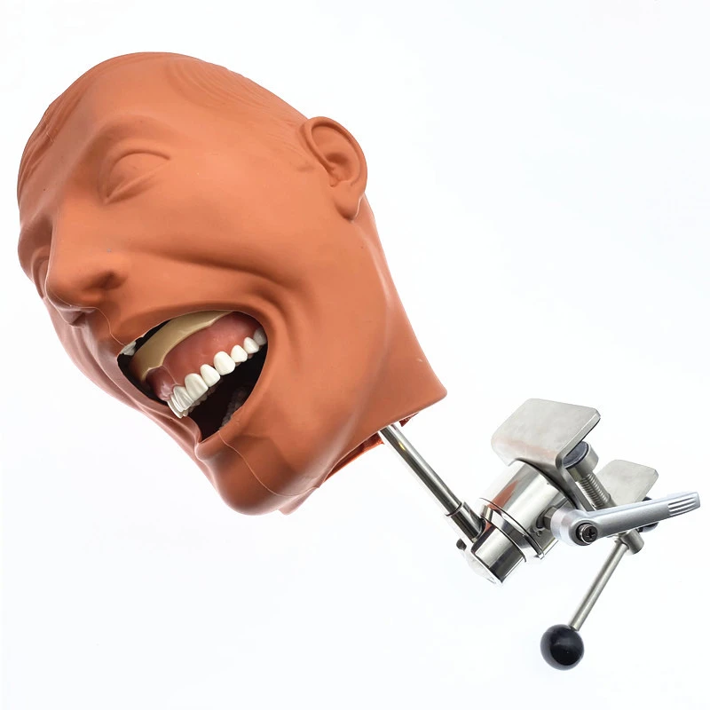 マネキン 歯科 ファントム | www.ddechuquisaca.gob.bo