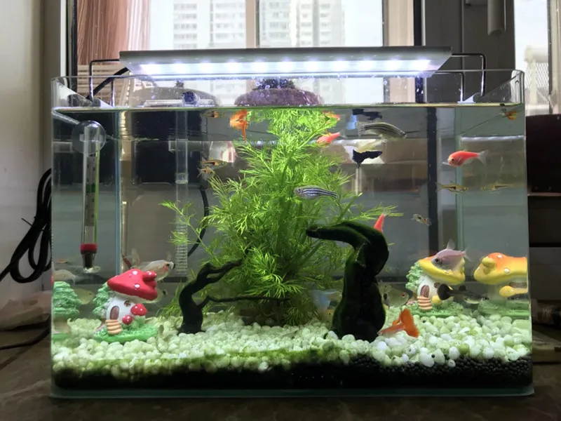 红蘑菇 (8)