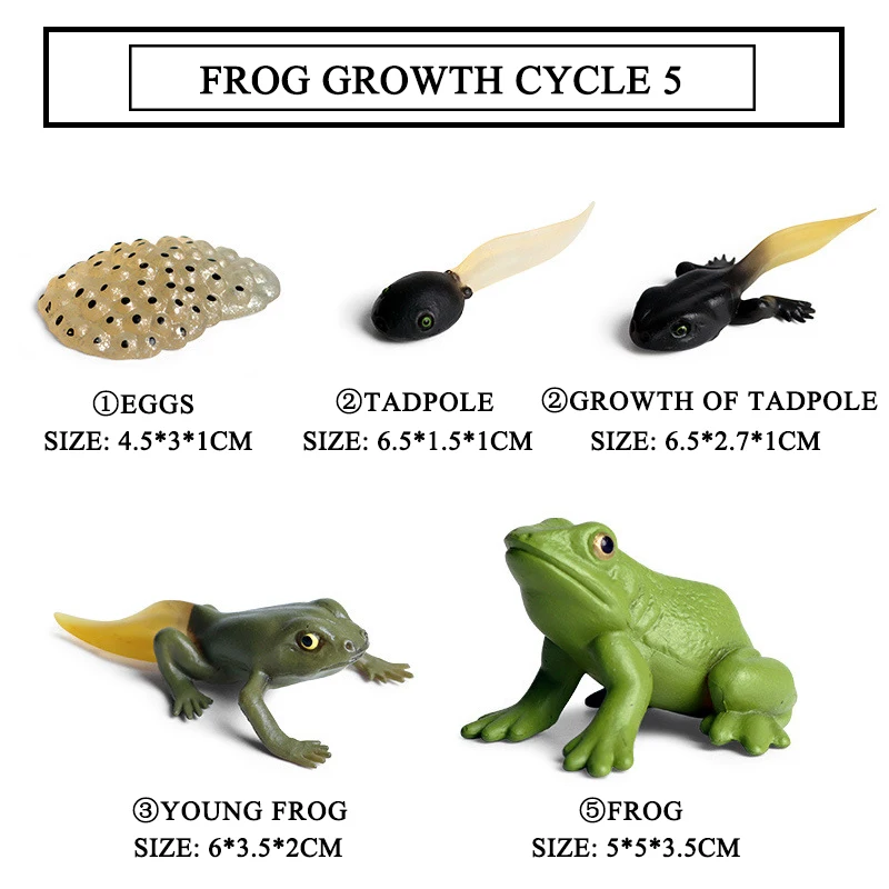 Frog 5pcs Имитация насекомые, животные, лягушка, петух, цикл роста, серия, набор, 5 стилей, Мини размер, черепаха, муравей, модель, фигурки, игрушки для детей, подарок - Цвет: Frog 5pcs