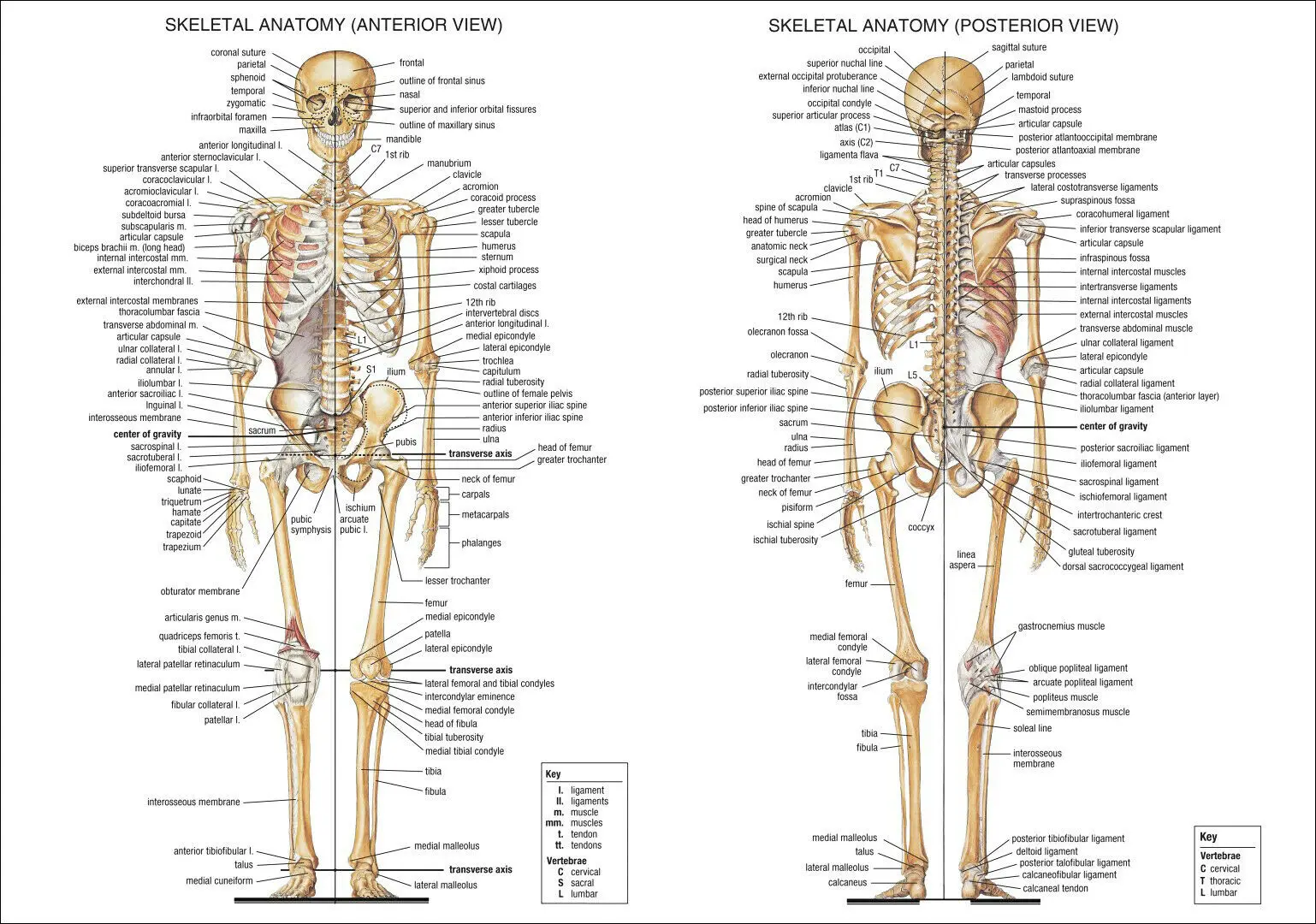 Купить Карта анатомии человеческого тела, плакат на ногу и лодыжку, анатомическаякарта человеческого тела, Обучающие плакаты по анатомии человека винтернет-магазине B2C trading Store по цене 382.7 руб с доставкой:характеристики, фото
