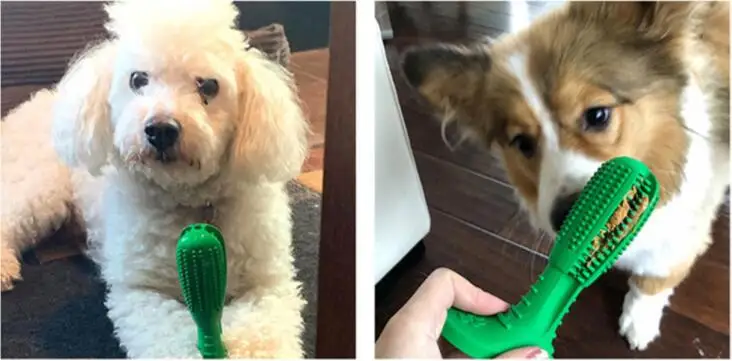 pet toy3
