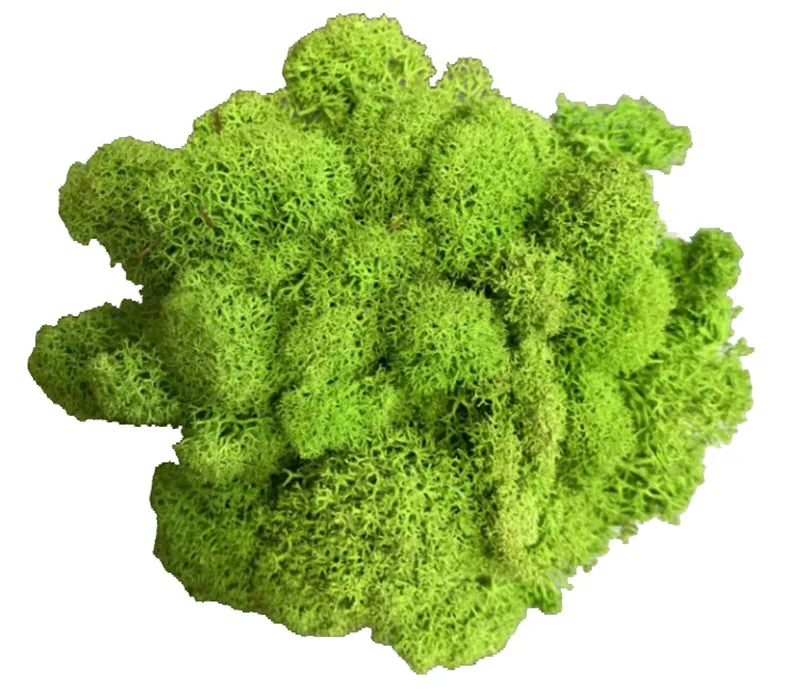 20 г искусственное растение вечная жизнь Мох/сад украшение дома стены DIY цветочный