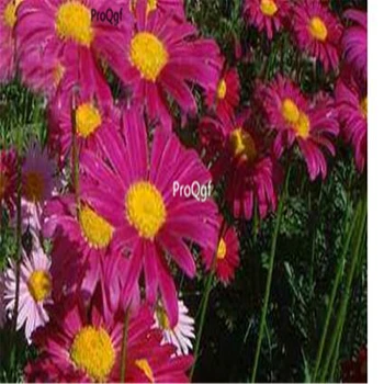 

Ngryise 3000Pcs A Set Pyrethrum cinerariifolium