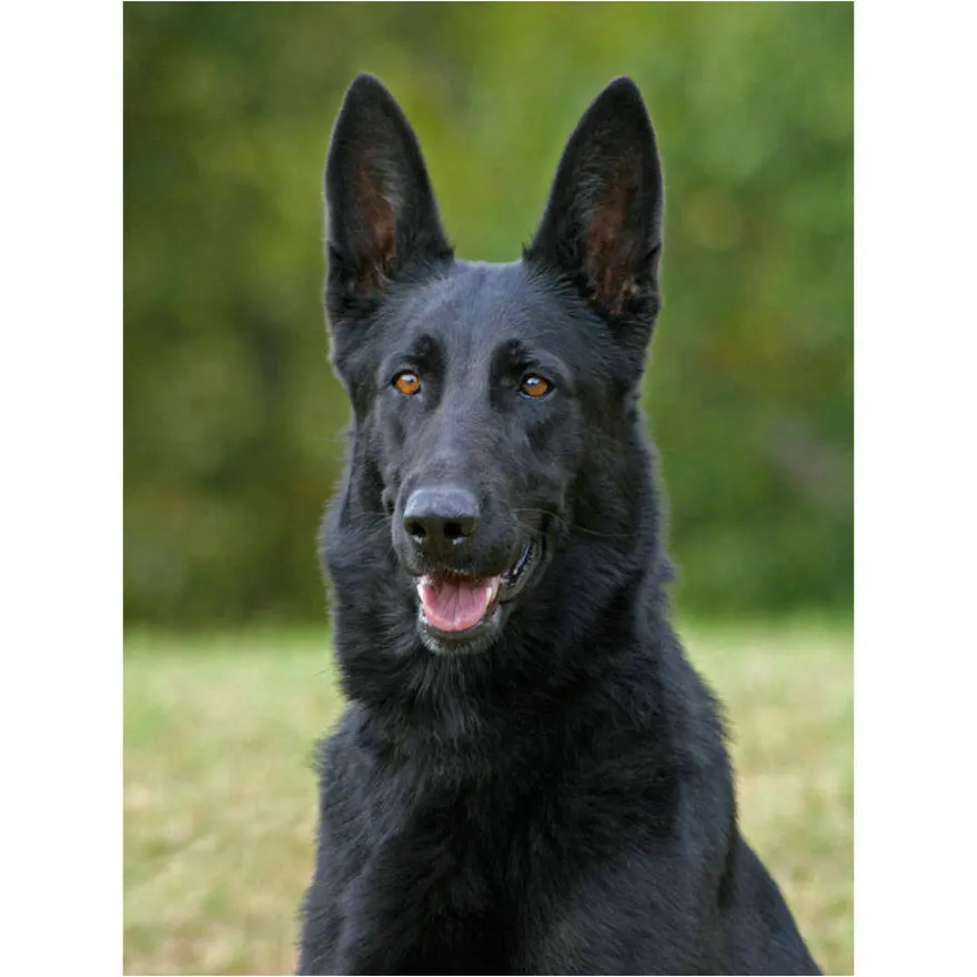 

5d diy diamond painting black german shepherd full square / round drill dog animal resin 3d diamond mosaic diamond embroidery