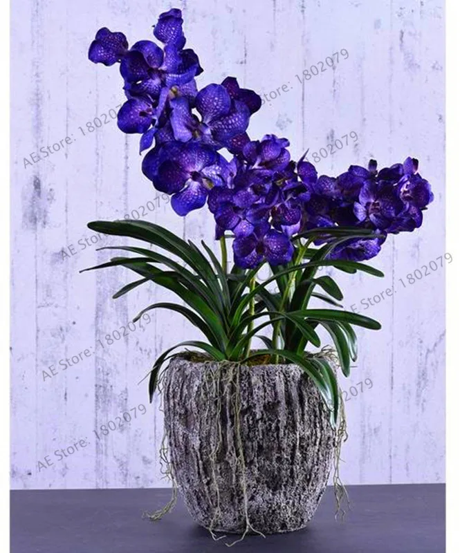 Подлинный! 100 шт./пакет Орхидея flores, цветок орхидеи фаленопсис растения для дома садовый многолетник растения на балконе бонсай Плант orch