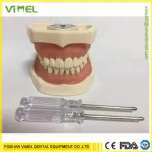 Modelo de dentes dentários de alta qualidade modelo credenciado modelo de ensino dental modelo de demonstração dente com removível 28/32 pces dentes