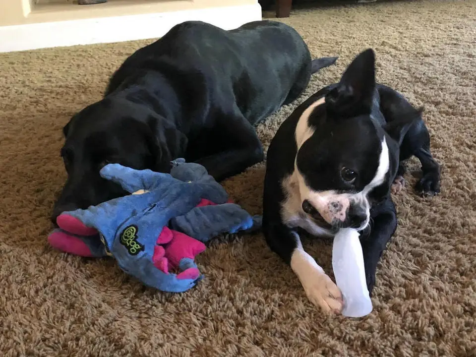 extra large dog toys