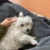 100 шт./лот Pet Hair Резиновая Лента 7 Цветов Высокая Эластичность Собака Кошка Аксессуары Для Волос Диаметр Около 0,59 дюйма