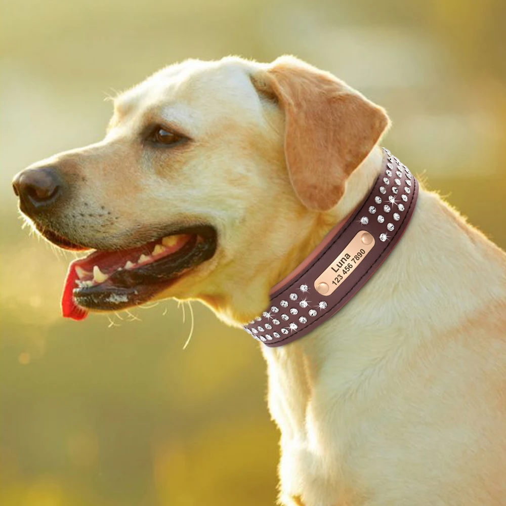 Personalized Dog Collar For Medium Dogs Dogs Cats Everything