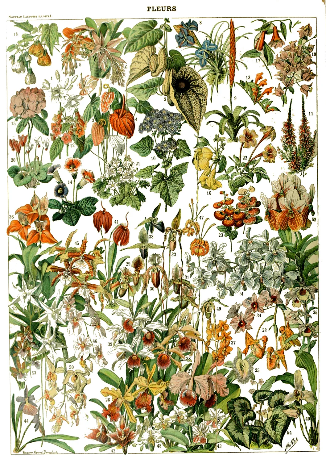 Винтаж Adolphe Millot энциклопедия плакаты грибы травы цветы классический холст картины наклейки на стену декор для детской комнаты - Цвет: Светло-желтый