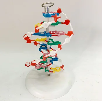

children Biology Educational Toy genetic DNA Structure Double Helix Science For Kids Test Kit