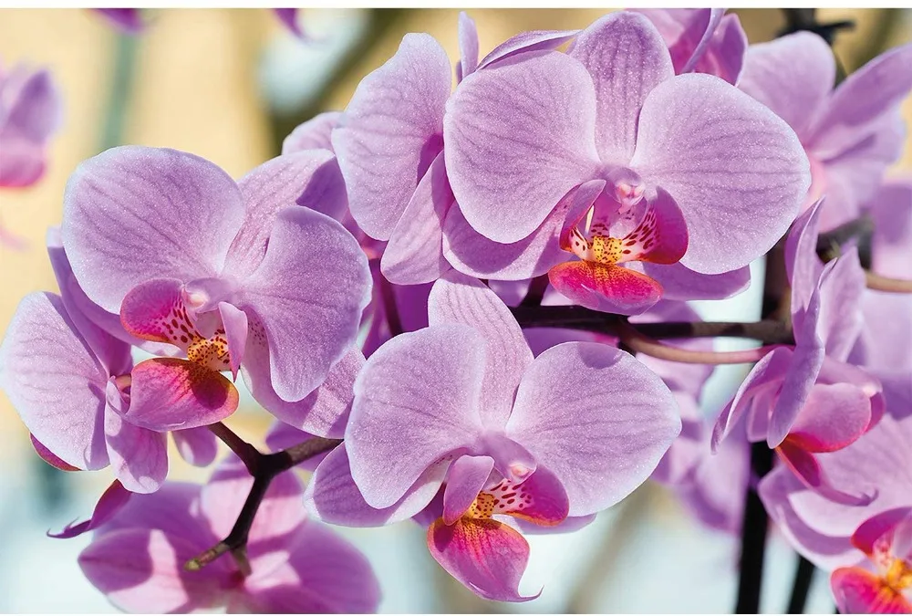 71D-uTRtrOL._AC_SL1500_