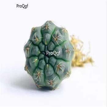 

Ngryise 3Pcs a set Gymnocalycium baldianum