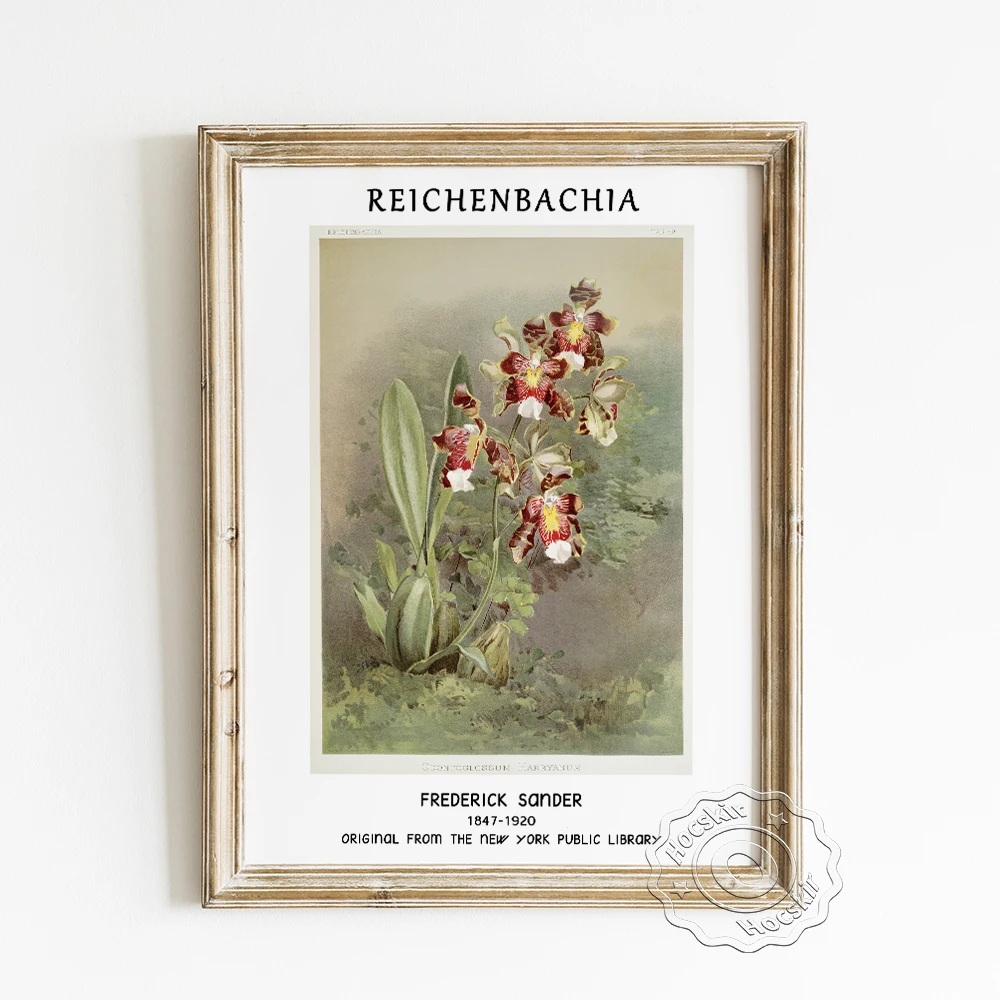 Frederick Sander Exhibition Museum Poster Odontoglossum Harryanum From Reichenbachia Orchids Wall Stickers Modern Home Decor | Дом и сад