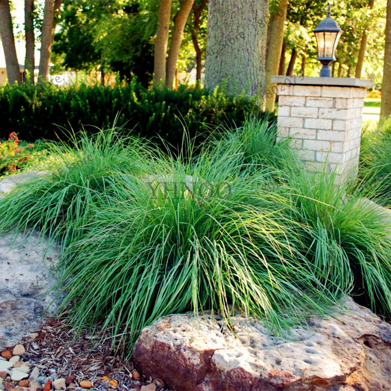 100 шт./пакет овсяница травы(Festuca glauca) Сад засухоустойчивых декоративная трава flores многолетнее бонсай растения для домашнего использования