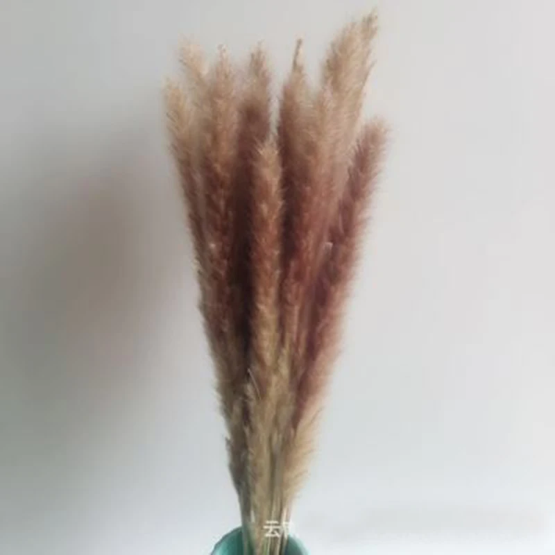 15 шт. Bulrush засушенный натуральный маленький пампасная трава Phragmites munis Свадебный искусственный сушеный цветок букет домашний декор - Цвет: 2