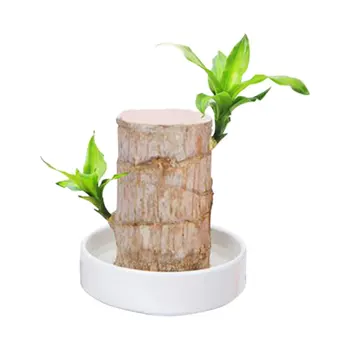 

Mini Brazil Lucky Wood Without Petri Dish Ceramic Material Desktop Home Decoration Hydroponic Plants
