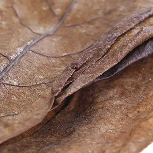 50pcs Grade A Natural Terminalia Catappa Foetida Leaves Island Almond Leaf fish Cleaning/Treatment aquarium Tank