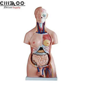 

PVC Plastic 85cm Unisex Anatomical Human Anatomy Torso Model 40 Parts