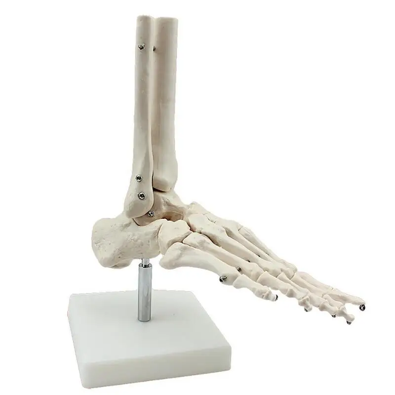 Modelo de Anatomía de huesos del pie y tobillo, esqueleto humano médico, con vástago