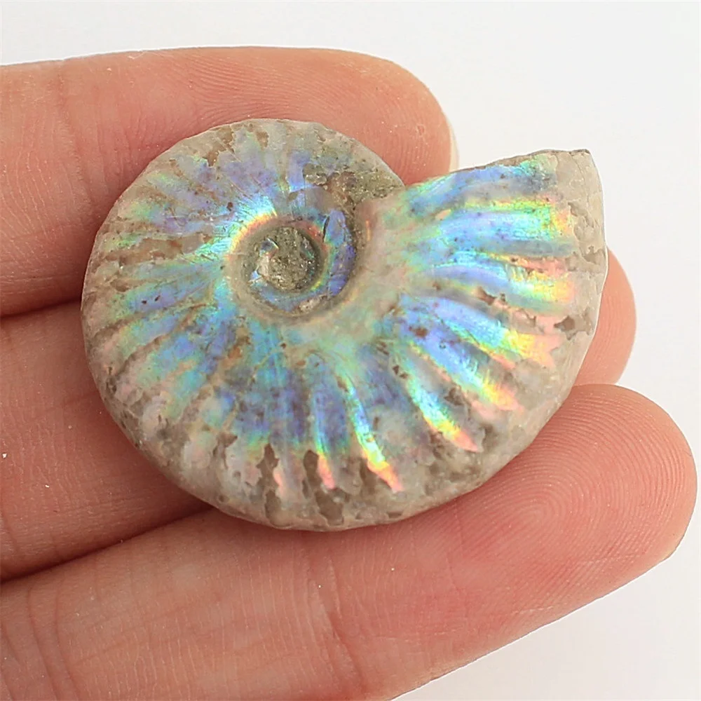 1 шт. непамятный аммонит Fossil Shell цветная коллекция минерал|Камни| |