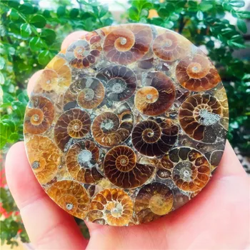 

12cm Natural AMMONITE PRETTY NAUTILUS MADAGASCAR FOSSIL SPECIMEN HEALING free shipping 1pc