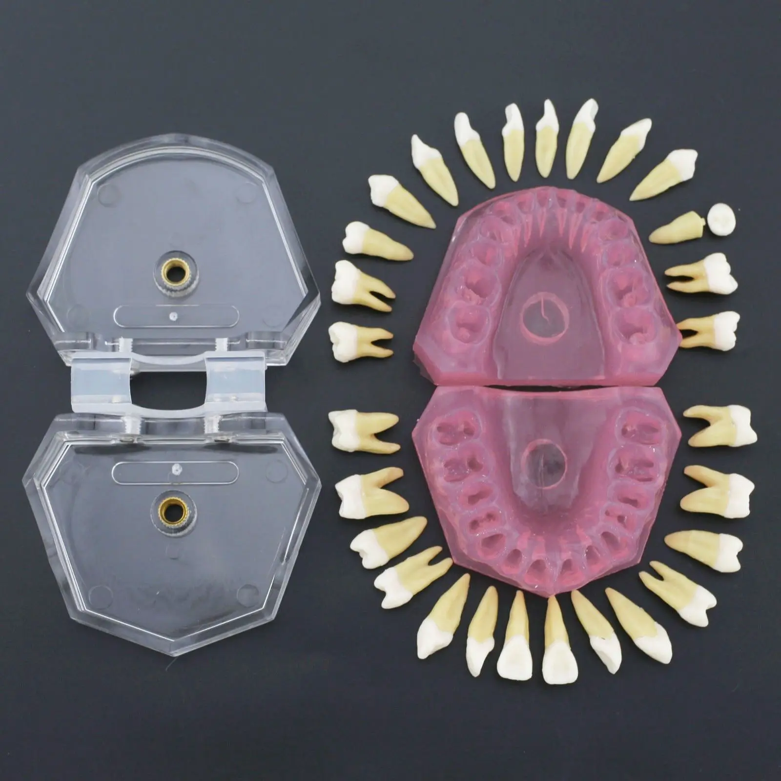 Стоматологическая мягкая резинка стандартная модель с 28 шт. съемные зубы