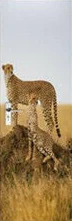 Золотой 3D дверь стикер Дверь обертывание стены расписные обои на клейкой основе самоклеющиеся ПВХ, съемный, водонепроницаемый двери наклейка домашний декор дропшиппинг - Цвет: Золотой