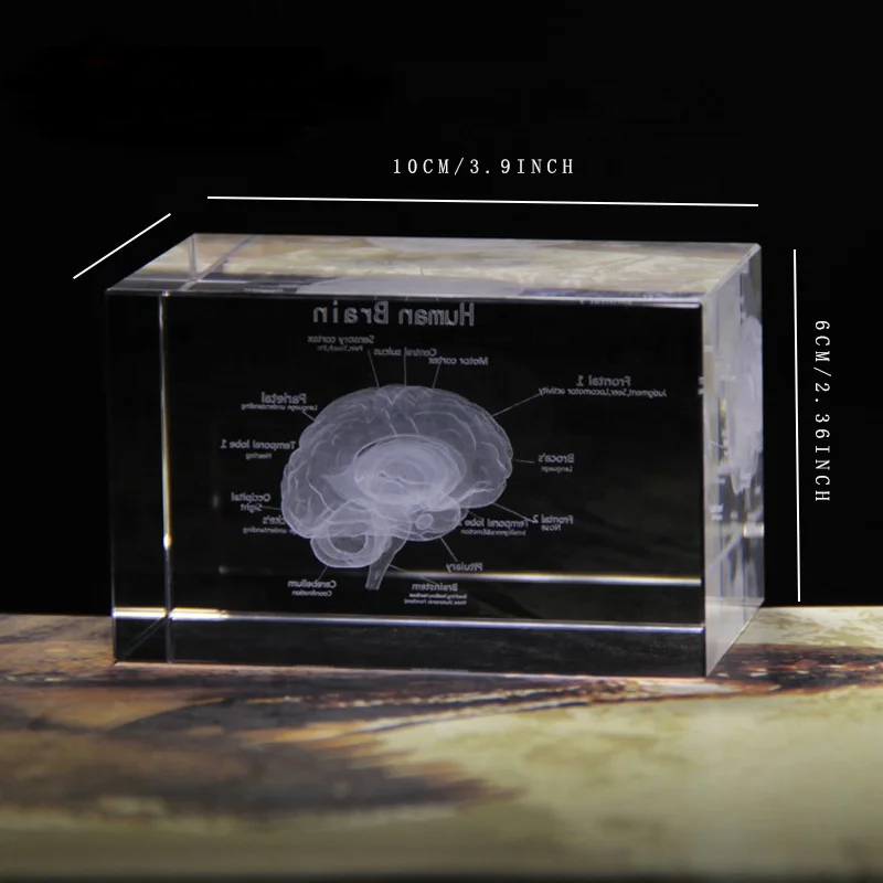 Hot Selling Brain Structure Cut Etched Glass Cube 3d Laser Engraved Crystal Cube Teaching Model Crystal for Hospital Souvenirs - Цвет: 6X6X10CM