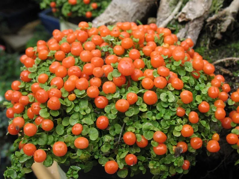Seedsunid NERTERA* 10 семян