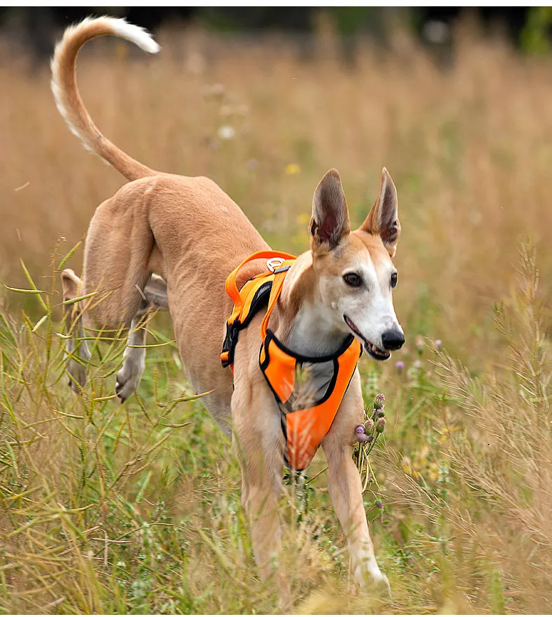 Berjalan Anjing Lembut Nilon 35 3