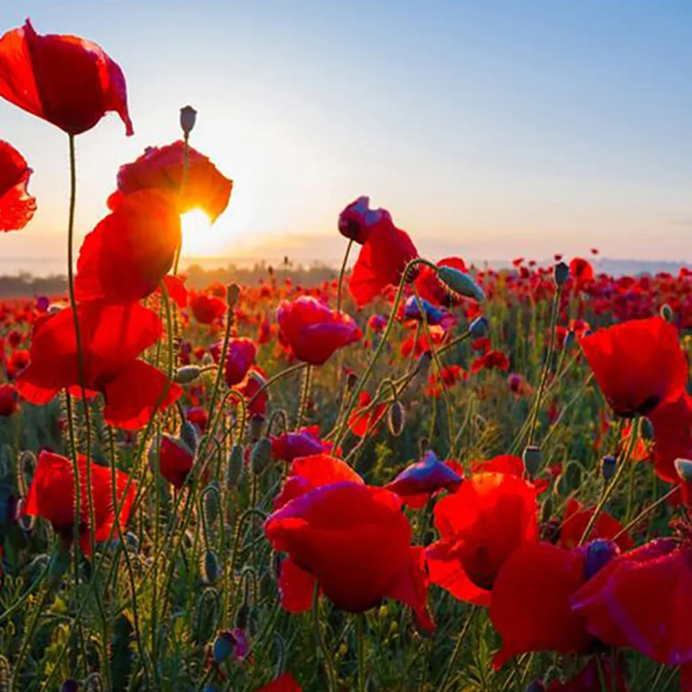 

Home Living Room Decor Crafts 5D Crystal Square Diamond Embroidery Floral Painting DIY Resin Drill Rose Tulip Cross Stitch