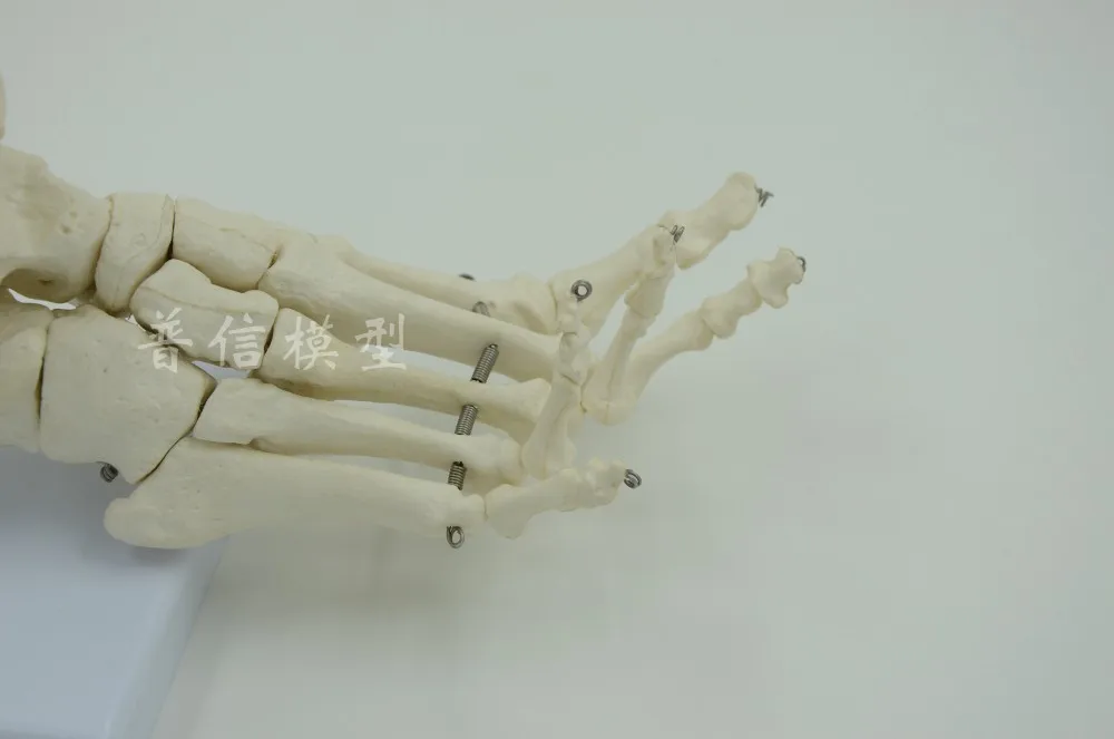 Human spine bone skeleton model 45cm sitting posture model Medical Science teaching supplies