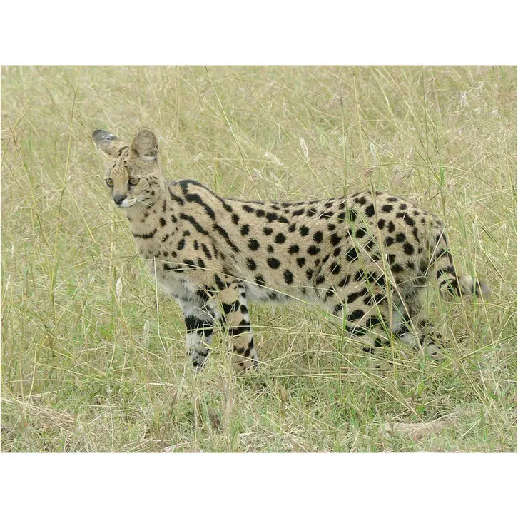 Алмазная живопись 5d &quotсделай сам&quot большая кошка леопард полноразмерная 3d