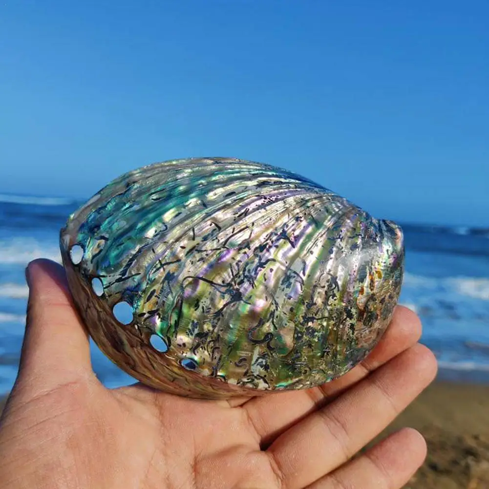 Blue New Zealand Abalone Shell New Zealand Abalone Shell Diy 1pcs