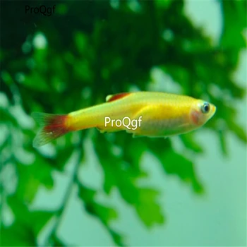 

Ngryise 2Pcs A Set Tanichthys albonubes