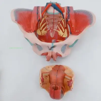 Genital Nullo