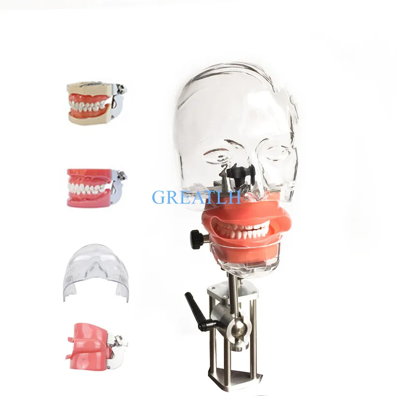 Модель головы стоматологический симулятор Ниссин манекен фантомная головка модель с новым стилем скамья крепление для обучения дантиста