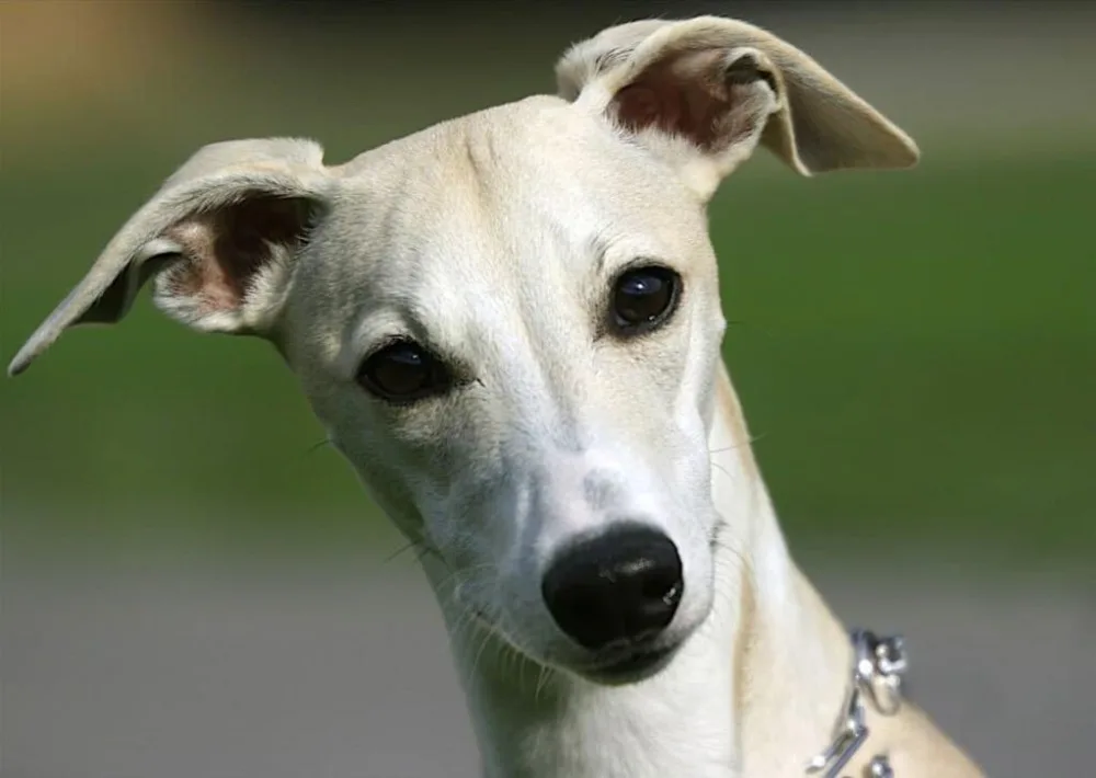 5d diy алмазное искусство Whippet живопись с изображением собак Настенный декор полная дрель квадратная Вышивка милые домашние собаки вышивка крестиком Серия животных подарок